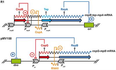 Successful Establishment of Plasmids R1 and pMV158 in a New Host Requires the Relief of the Transcriptional Repression of Their Essential rep Genes